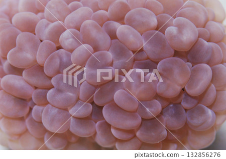 Bubble Coral - Cultured, Plerogyra simplex 132856276
