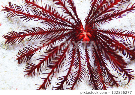 Red Feather Star, Heterometra spp 132856277