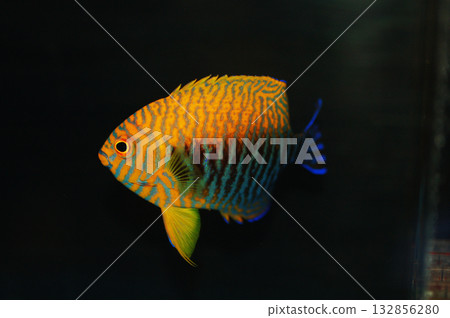 Potter's Angelfish - Centropyge potteri 132856280