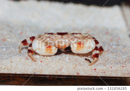 Red Mark Rock Crab, Unknown Crab Species Red Mark Rock Crab, Unknown Crab Species 132856285