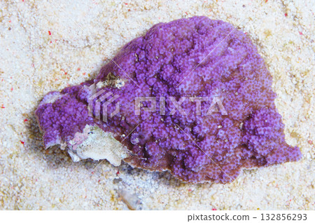 Purple Encrusting Montipora Coral, Montipora danae Purple Encrusting Montipora Coral, Montipora danae 132856293