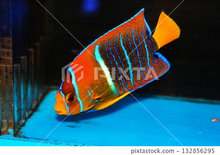 Passer Angelfish - Holacanthus passer 132856295