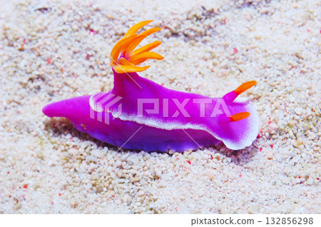 Purple Nudibranch, Chromodoris spp 132856298