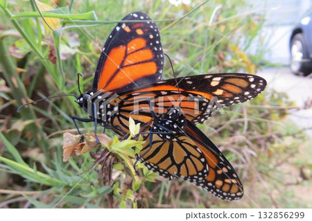 Monarch Butterfly Pair, Danaus plexippus 132856299