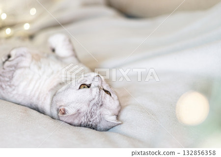 Scottish straight cat lies on his back bokeh from lights in the background. Cat upside down. Close up white cat face. Favorite pets, cat food. 132856358