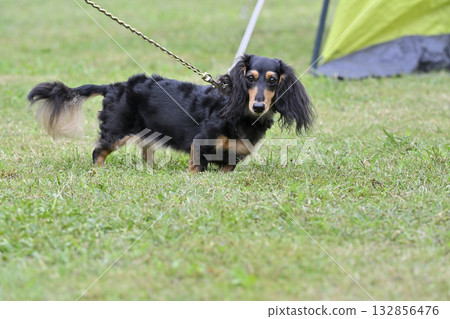 與臘腸犬一起散步 與臘腸犬一起散步 132856476