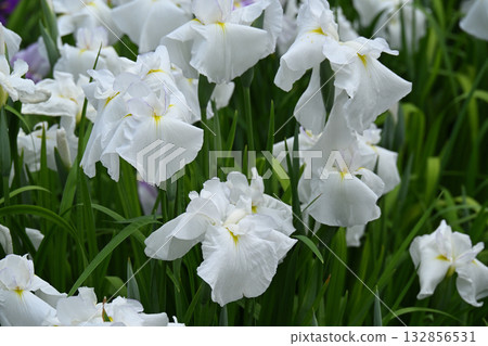 織姬和愛麗絲 132856531