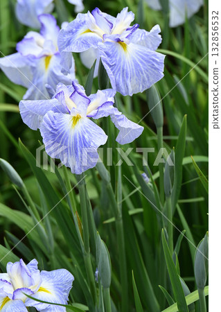 Blue water iris and Japanese iris 132856532