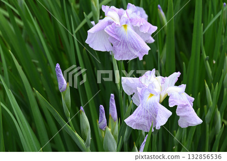 Morning sky and irises Morning sky and irises 132856536