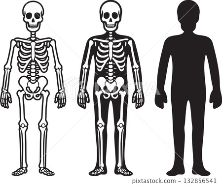 人和骨骼 132856541