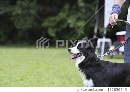 女人牽著邊境牧羊犬散步 132856543