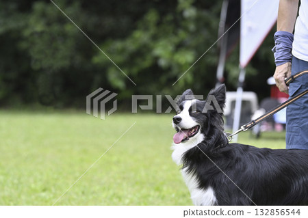 Woman walking with border collie Woman walking with border collie 132856544