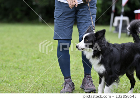 女人牽著邊境牧羊犬散步 132856545