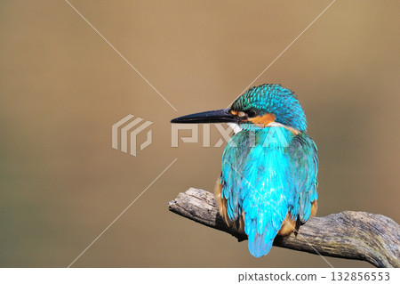 翠鳥(男) 翠鳥(男) 132856553