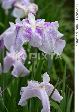 Maiden and Iris Maiden and Iris 132856557