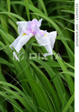 Princess Natsumachi and Iris Princess Natsumachi and Iris 132856559