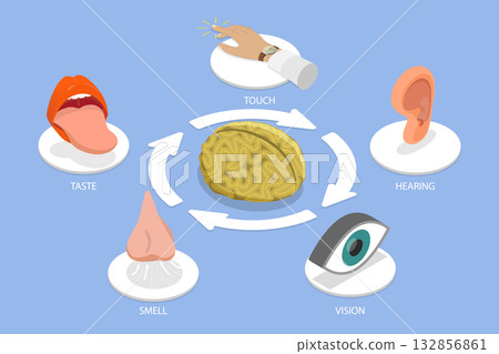 3D Isometric Flat Vector Illustration of Five Senses, Representing Human Senses and Their Connection to Brain 3D Isometric Flat Vector Illustration of Five Senses, Representing Human Senses and Their Connection to Brain 132856861