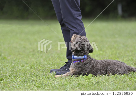 一位女士在狗狗樂園和她的狗玩耍（Fuse/Mate）吉娃娃犬（吉娃娃和貴賓犬的混血） 132856920