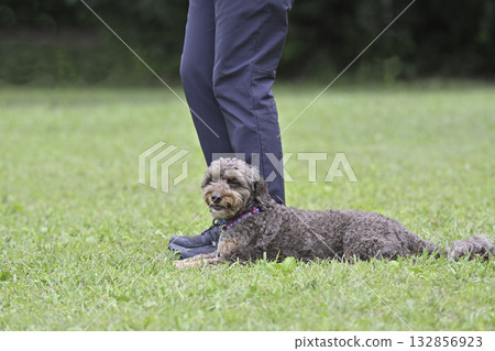A woman playing with her dog at a dog run (Fuse/Mate) Chiwapu (Chihuahua x Poodle) 132856923