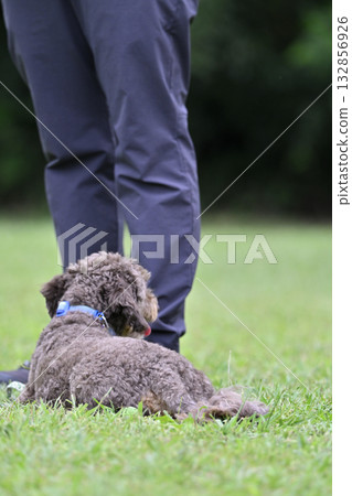 一位女士在狗狗樂園和她的狗玩耍（Fuse/Mate）吉娃娃犬（吉娃娃和貴賓犬的混血） 132856926