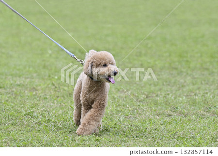 Toy poodle for a walk 132857114