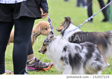 Two Shelties and a Toy Poodle 132857224