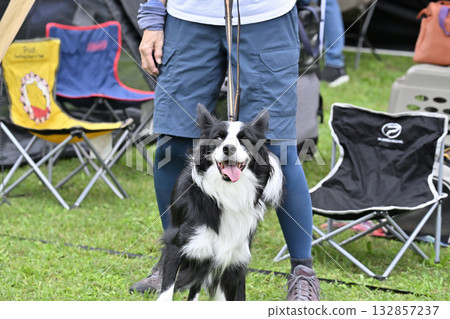 Camping with a Border Collie Camping with a Border Collie 132857237