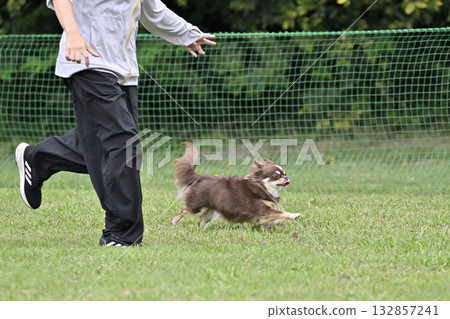 A woman and a Chihuahua playing in a dog run 132857241