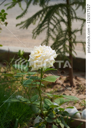 White, pale yellow rose, Rosa chinensis on a short stem with green healthy leaves grows in the garden. Close-up. Vertical image. Isolated multi-petal flower is in the center against natural background White, pale yellow rose, Rosa chinensis on a short stem with green healthy leaves grows in the garden. Close-up. Vertical image. Isolated multi-petal flower is in the center against natural background 132857527