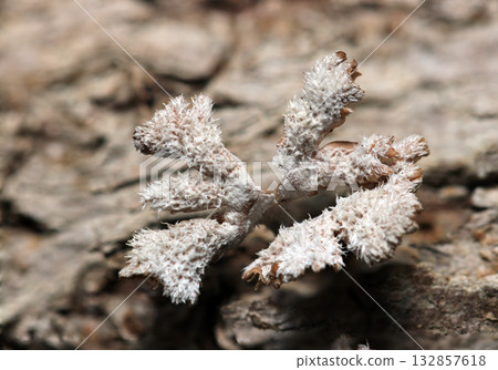 灰白色的裂褶菌，表面覆蓋著粗糙的絨毛（戶外田野真菌和蘑菇微距攝影） 132857618