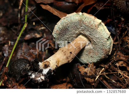 A small boletus mushroom with a pore and segmented stem (outdoor field fungi and mushroom macro photography) 132857680