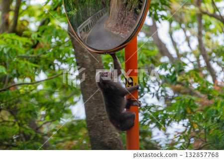 Yakuza monkeys climbing onto a convex mirror, Yakushima, a World Heritage Site (Spring) 132857768