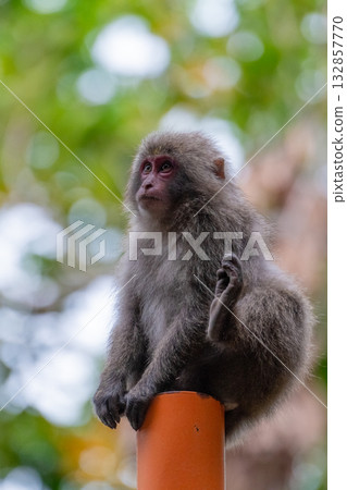 Yakuza monkeys climbing onto a convex mirror, Yakushima, a World Heritage Site (Spring) 132857770