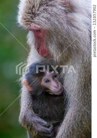 Yakuza macaque mother and child nursing, World Natural Heritage site, Yakushima (spring) 132857902