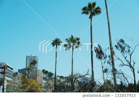 Atami palm trees Atami palm trees 132857913