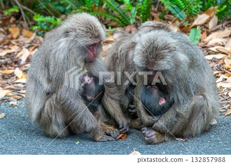 黑幫獼猴母子哺乳，屋久島世界自然遺產地（春季） 132857988