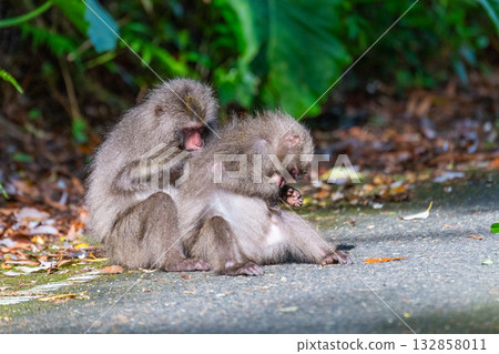 Yakuza monkey grooming World Natural Heritage Yakushima (Spring) Yakuza monkey grooming World Natural Heritage Yakushima (Spring) 132858011