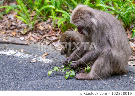 Yakushima World Heritage Site (Spring) - Parent and child Yakuza monkeys foraging Yakushima World Heritage Site (Spring) - Parent and child Yakuza monkeys foraging 132858019