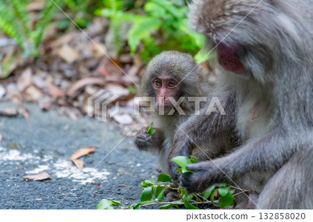 屋久島世界遺產（春季）－黑道猴母子覓食 132858020