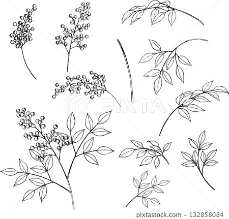 Pen-drawn line drawing of nandina 132858084