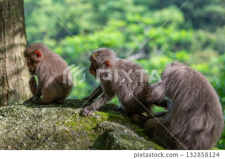Yakuza monkey grooming World Natural Heritage Yakushima (Spring) 132858124