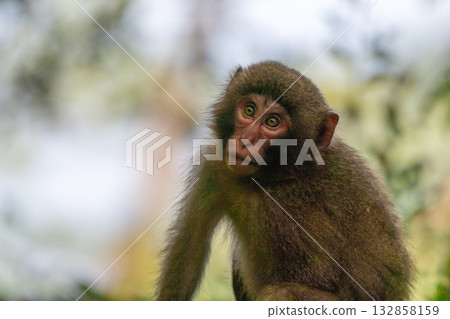 Yakuza monkeys relaxing on Yakushima Island, a World Natural Heritage Site (Spring) Yakuza monkeys relaxing on Yakushima Island, a World Natural Heritage Site (Spring) 132858159