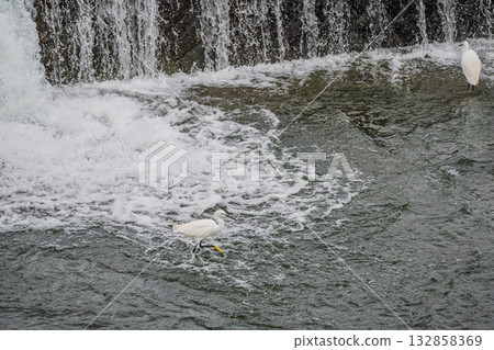 一隻小白鷺在京都市鴨川水壩下覓食 一隻小白鷺在京都市鴨川水壩下覓食 132858369
