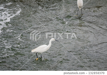 京都市鴨川河中的白鷺鷥(小白鷺) 京都市鴨川河中的白鷺鷥(小白鷺) 132858370