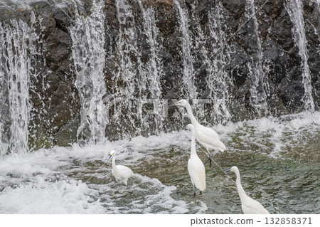 一群白鷺鷥在京都市鴨川水壩下覓食 132858371