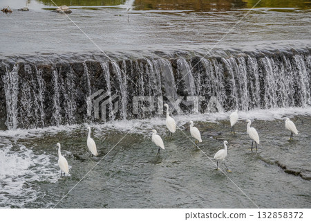 一群白鷺鷥在京都市鴨川水壩下覓食 132858372