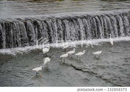 一群白鷺鷥在京都市鴨川水壩下覓食 一群白鷺鷥在京都市鴨川水壩下覓食 132858373