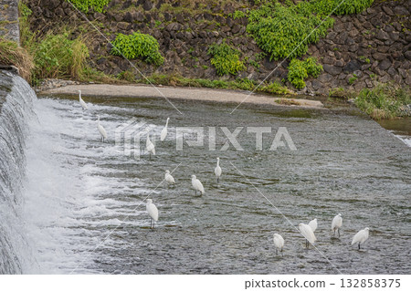 一群白鷺鷥在京都市鴨川水壩下覓食 132858375