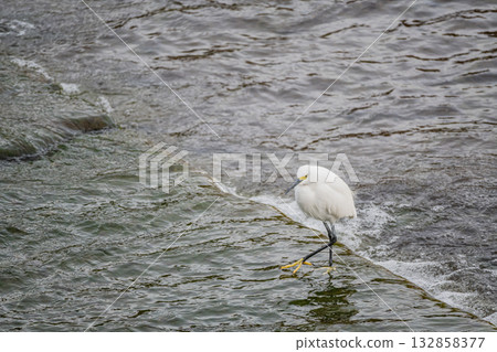White Egret (Little Egret) in the River Kamogawa, Kyoto City 132858377