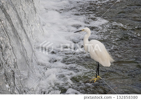 一隻小白鷺在京都市鴨川水壩下覓食 132858380